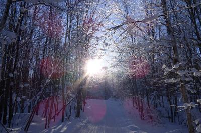 Forêt enneigée