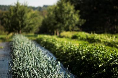 Jardin des Pèlerins