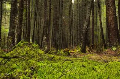 Forêt boréale   © R.Méthot