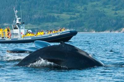 Croisière aux baleines Gaspé