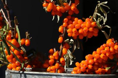 Jardins Zone Orange