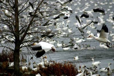 Oies des neiges