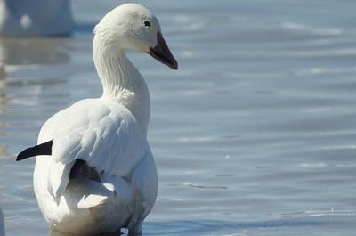 Oie blanche   © D.Labonté