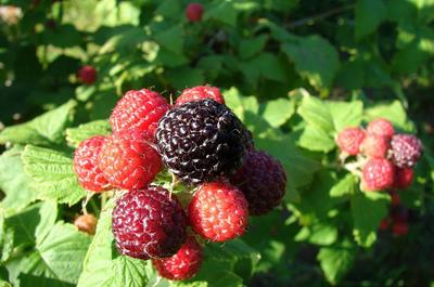 Framboises noires