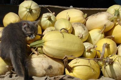 Courges