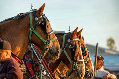Tire de chevaux   © Elzé photos