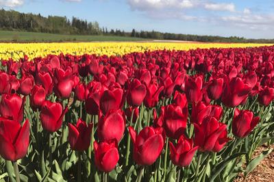 Champ de tulipes