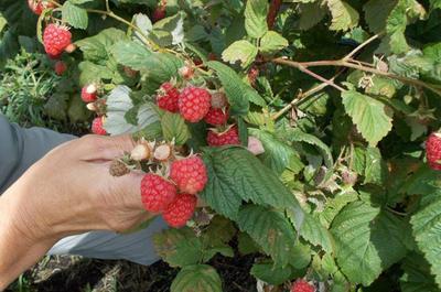 Framboises