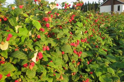 Framboises