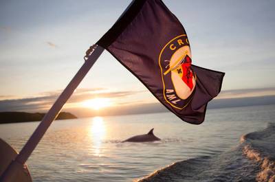 Croisière aux baleines et fjord au crépuscule