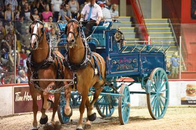 Attelage de chevaux   © P.Deslandes