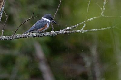 Observation des oiseaux   © C.Dufour