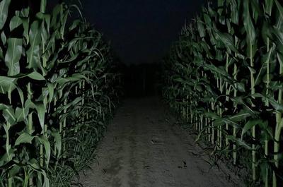 Le Grand labyrinthe de nuit   © Ferme Guy Rivest