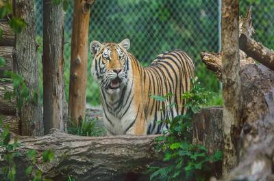 Zoo   © S.Allard