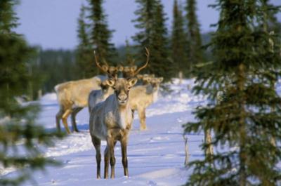 Caribou