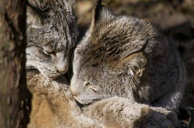 Lynx du Canada   © Zoo Ecomuseum