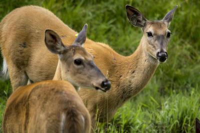 Cerfs de Virginie   © Zoo Ecomuseum