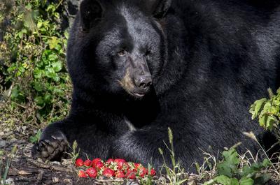 Ours noir   © Zoo Ecomuseum