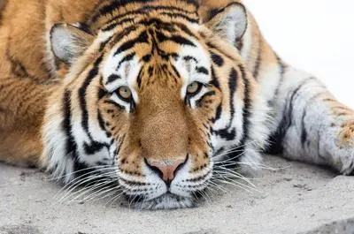Tigre   © Zoo de Granby