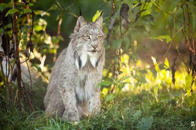 Bioparc de la Gaspésie