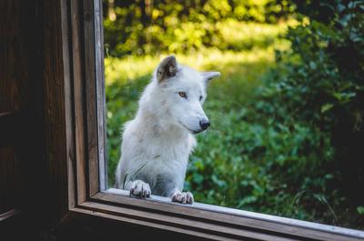 Loups   © B.Daoust