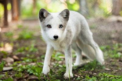 Renard arctique   © R.St-Laurent