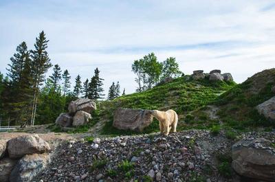 Habitat des ours blancs   © Zoo sauvage de Saint-Félicien