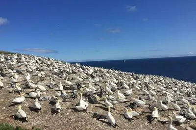 Parc national de l’Île-Bonaventure-et-du-Rocher-Percé