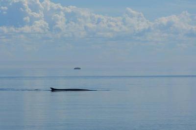 Observation des baleines   © Parc Canada/S.Duquette