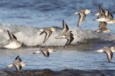 Les Oiseaux