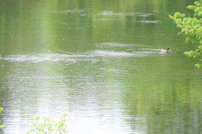Canards sur le lac