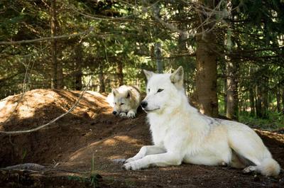 Loups au parc Mahikan