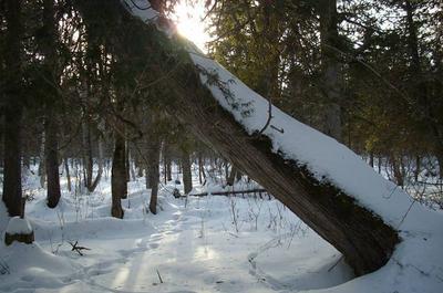 Saison hivernale