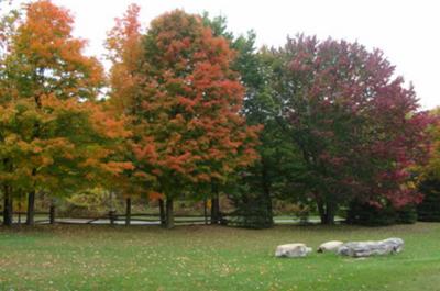 La Beauté d'automne