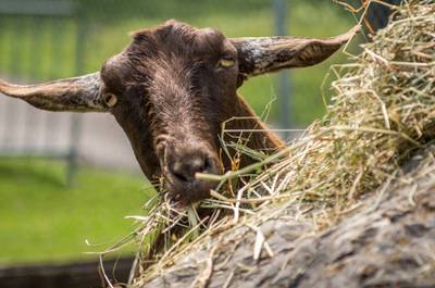 Les animaux du Centre de la nature