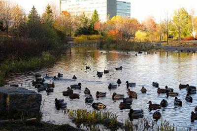 Un magnifique parc au coeur de la ville   © D.Filteau