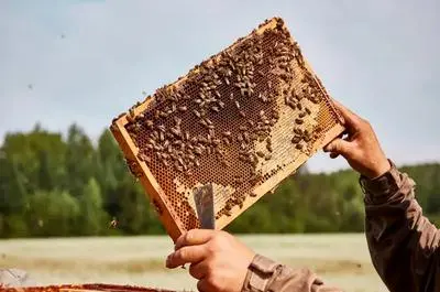 Mielleries et apiculture