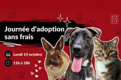 Aucuns frais d’adoption à la SPCA de Montréal ce lundi 14 octobre, de nombreux animaux attendent leur famille!