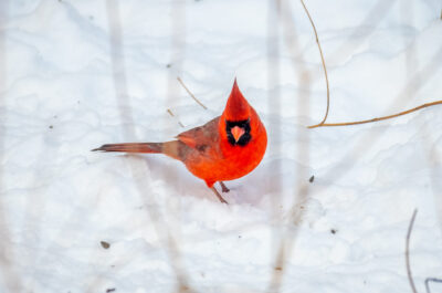 Une invitation à randonner en famille pour observer les oiseaux d’hiver sur le Mont Royal pour la relâche scolaire!