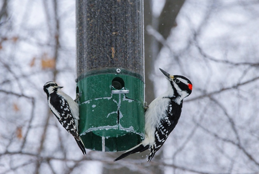 Contribuer à la science en observant les oiseaux du mont Royal