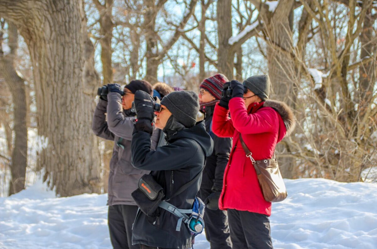 Observation des oiseaux au parc du Mont-Royal avec Les Amis de la montagne