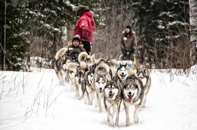 14 adresses pour faire du traineau à chiens, une expérience unique!