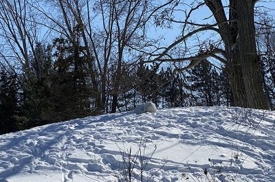 Découvrez le seul et unique zoo extérieur sur l’île de Montréal, le Zoo Écomuseum