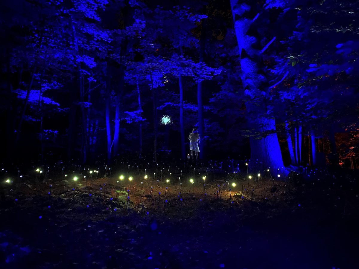 Découvrez la forêt enchantée de Foresta Lumina à Coaticook! Quoi