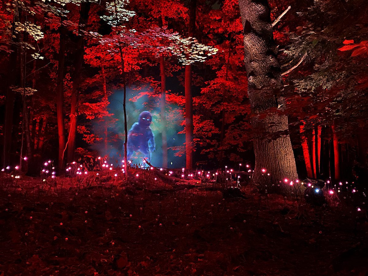 Dîner Dans La Forêt Enchantée Mossy Glades Lumières Féeriques Et Magie Des  Bois