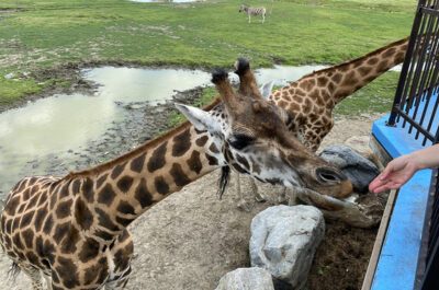 Le Parc Safari est une activité à vivre sans aucun doute et même chaque été!